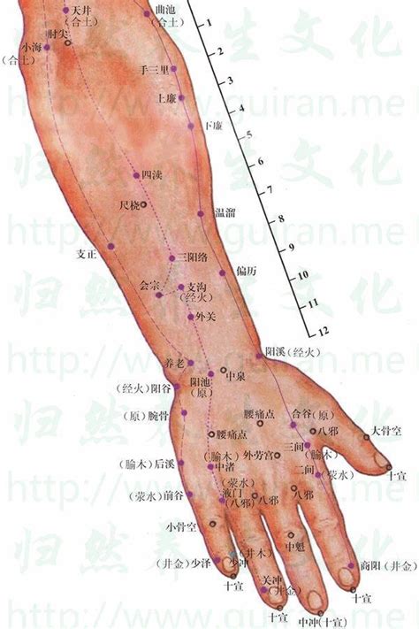 穴穴形狀|人體穴位圖